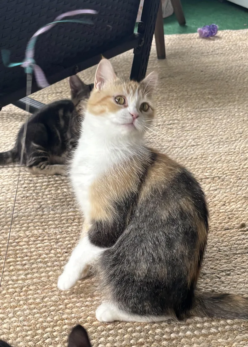 An adult medium-sized female Dilute Calico Domestic Medium Hair cat named Bonnie for adoption in East Amherst, NY