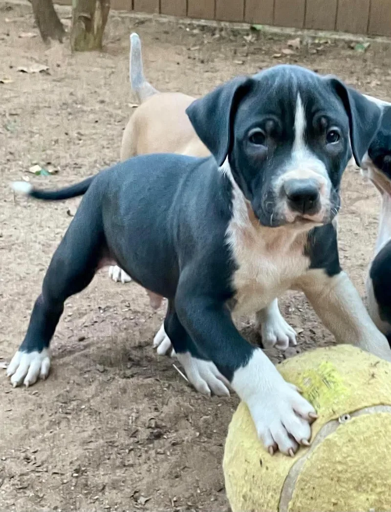 A baby medium-sized male Pit Bull Terrier dog named Max for adoption in Carmel, NY