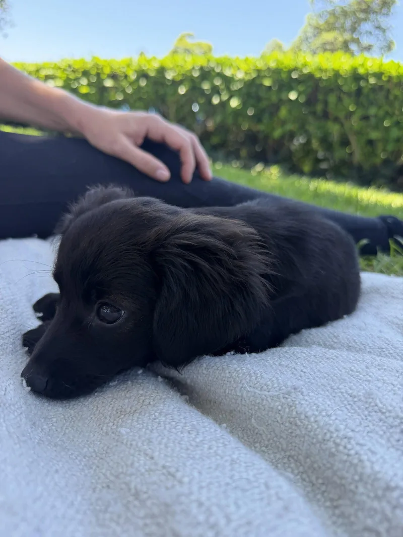 A baby small-sized female Chihuahua dog named Cher for adoption in Capistrano Beach, CA