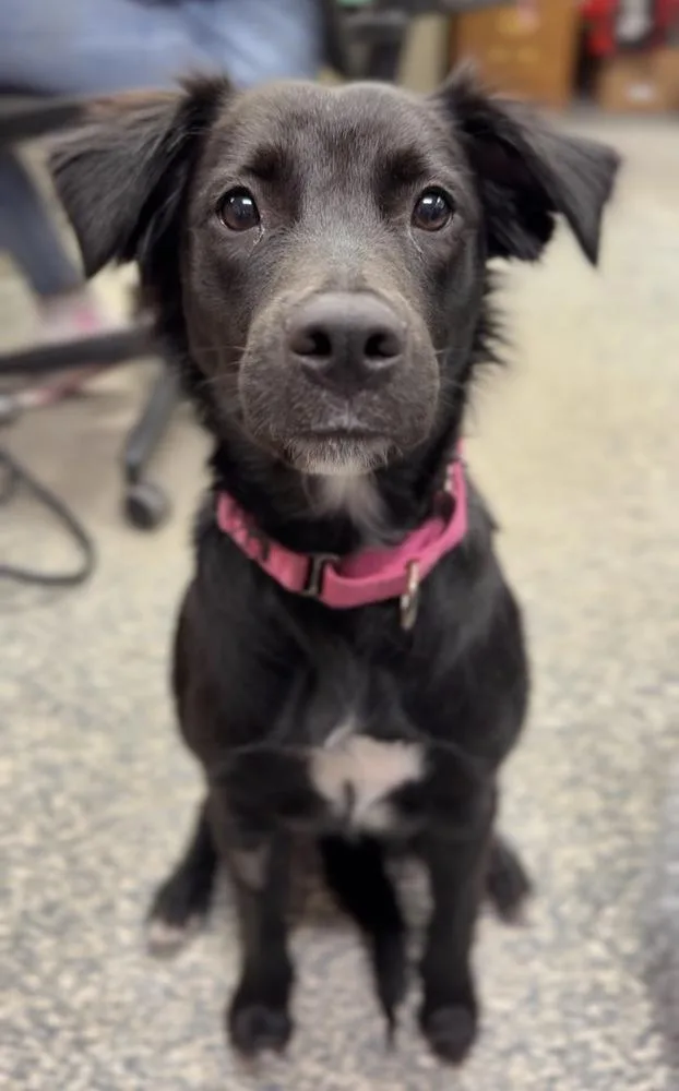 A baby medium-sized female Tricolor (Brown, Black, & White) Mixed Breed dog named Salem for adoption in Bemidji, MN