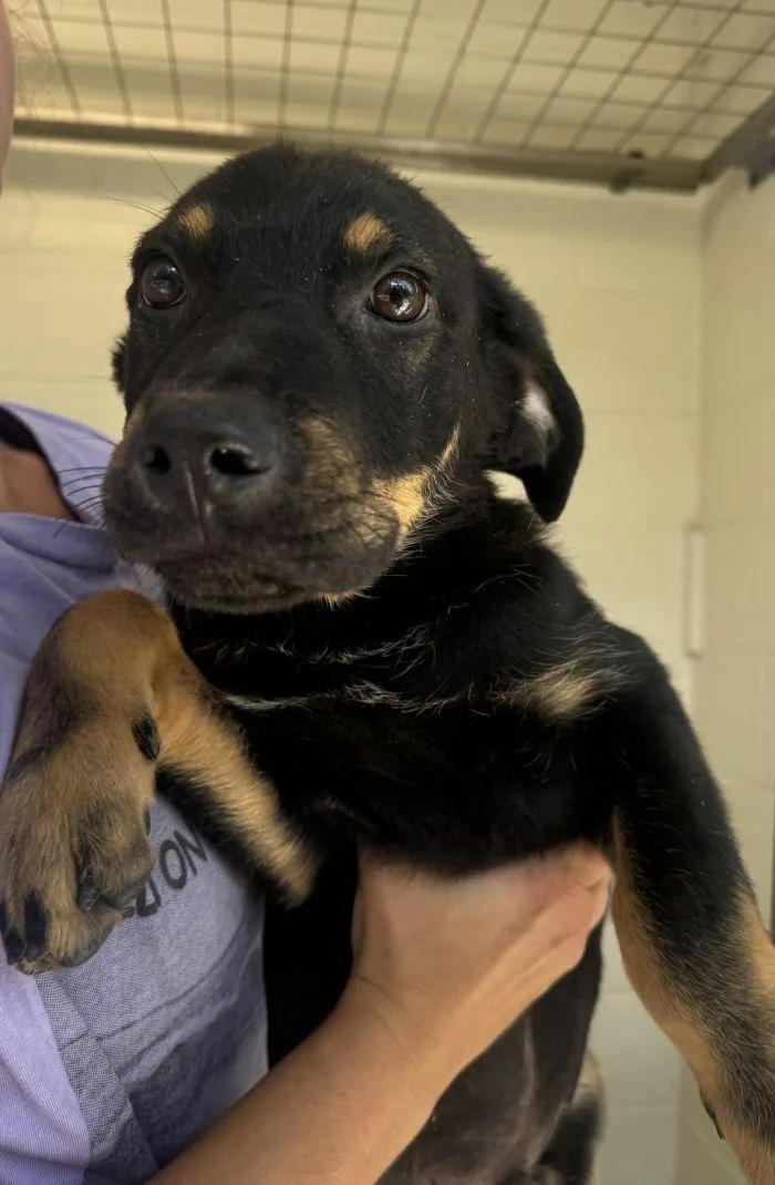 A young medium-sized male Shepherd dog named Steel for adoption in Hilton Head Island, SC