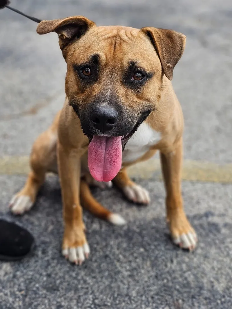 Blue Boy thumbnail 2