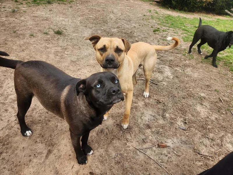 Blue Boy thumbnail 3