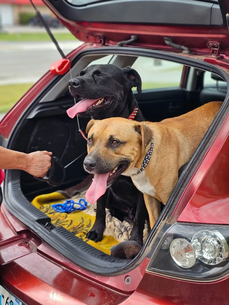 Blue Boy thumbnail 4