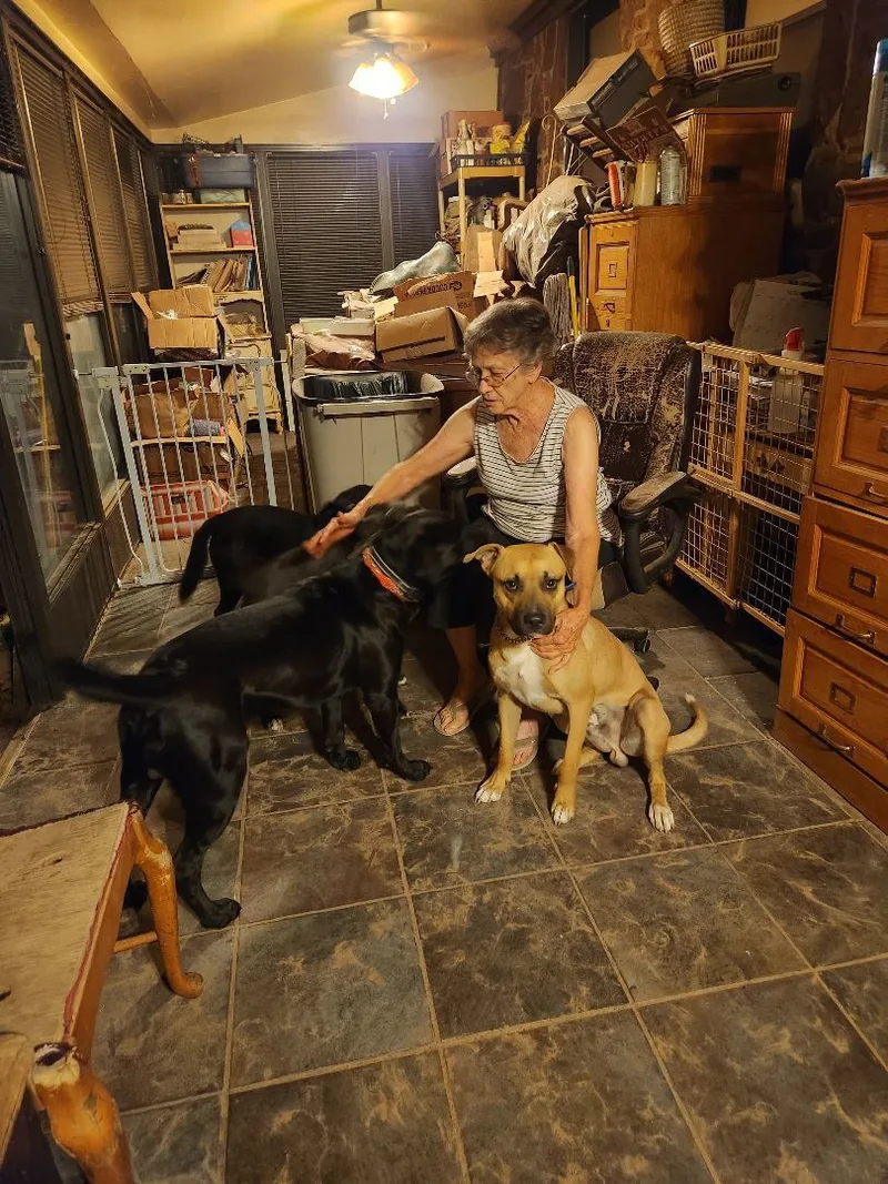 Blue Boy thumbnail 5