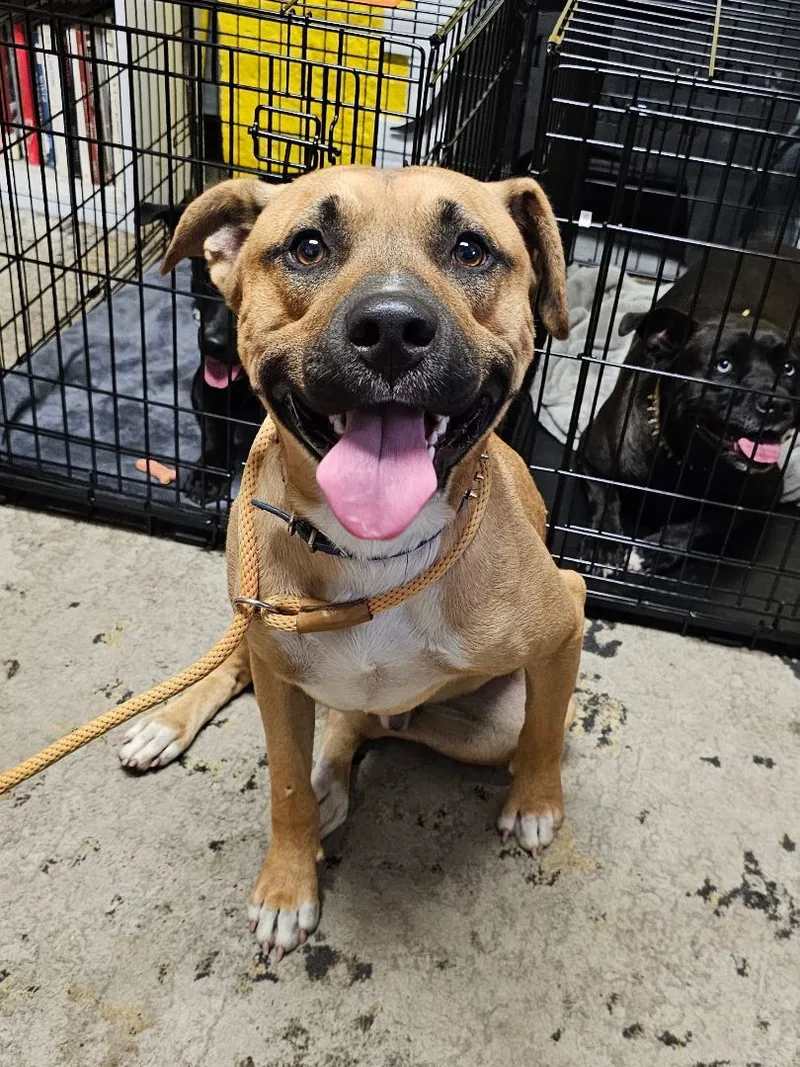 Blue Boy thumbnail 6