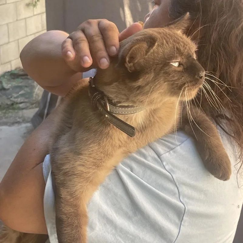 A young small-sized male Seal Point Siamese cat named Canalito for adoption in Long Beach, CA