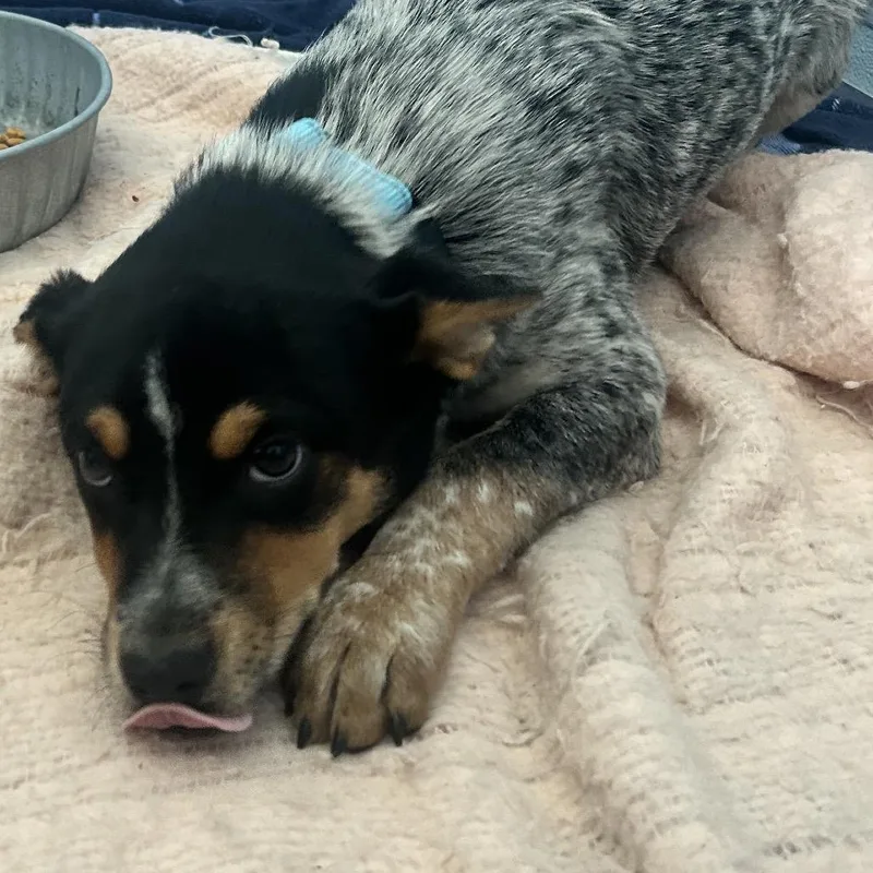 A baby small-sized female Black Australian Cattle Dog / Blue Heeler dog named Sweet for adoption in Uniontown, PA