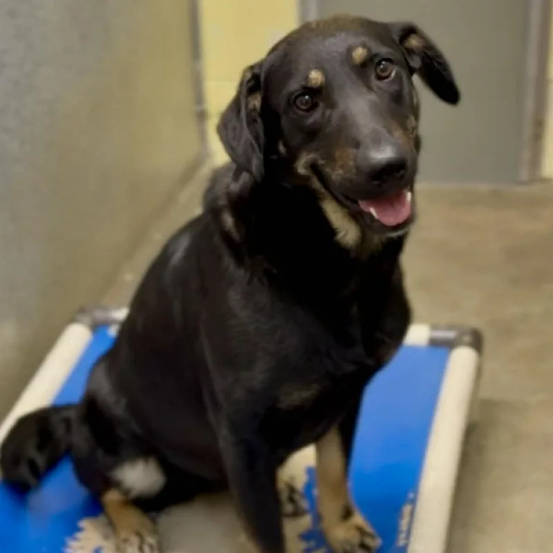 An adult medium-sized female Black Mixed Breed dog named Lindsey for adoption in Washington Township, OH