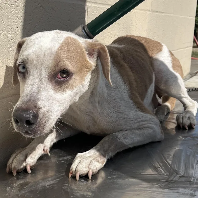 An adult medium-sized female Yellow / Tan / Blond / Fawn Labrador Retriever dog named Bindi for adoption in Lufkin, TX
