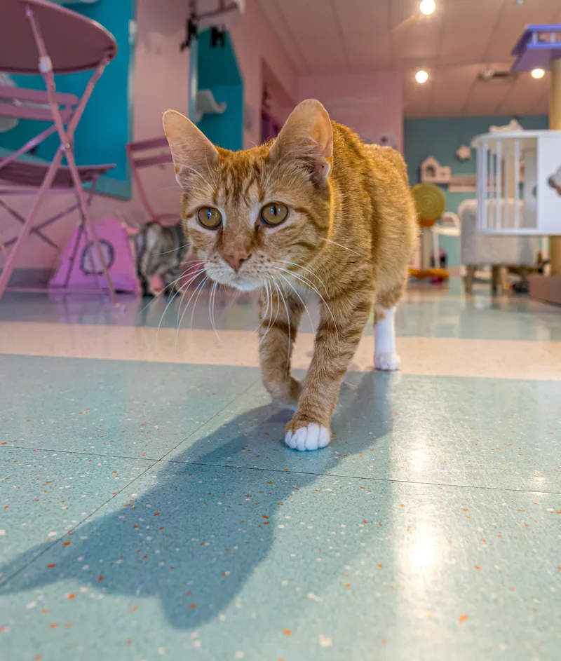 An adult medium-sized female Orange / Red Domestic Short Hair cat named Kiki for adoption in Dublin, OH