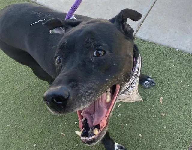 An adult large-sized male Labrador Retriever dog named Dylan for adoption in Phoenix, AZ