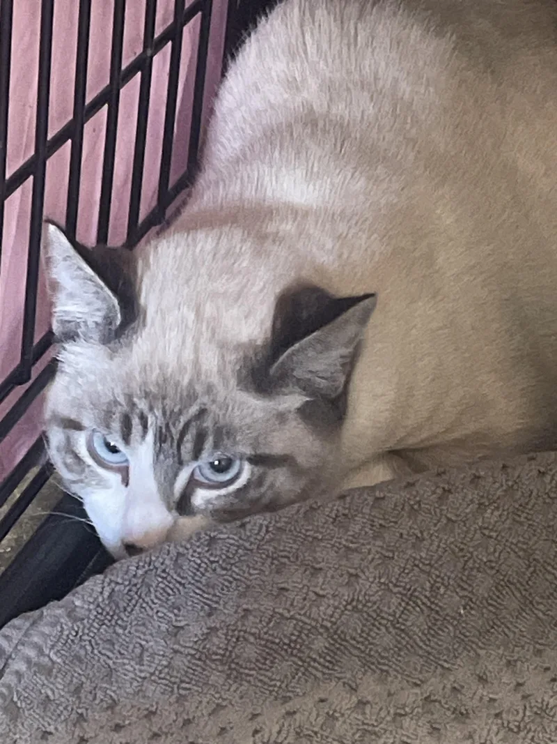 A young medium-sized male Siamese cat named Dusty for adoption in Billings, MT