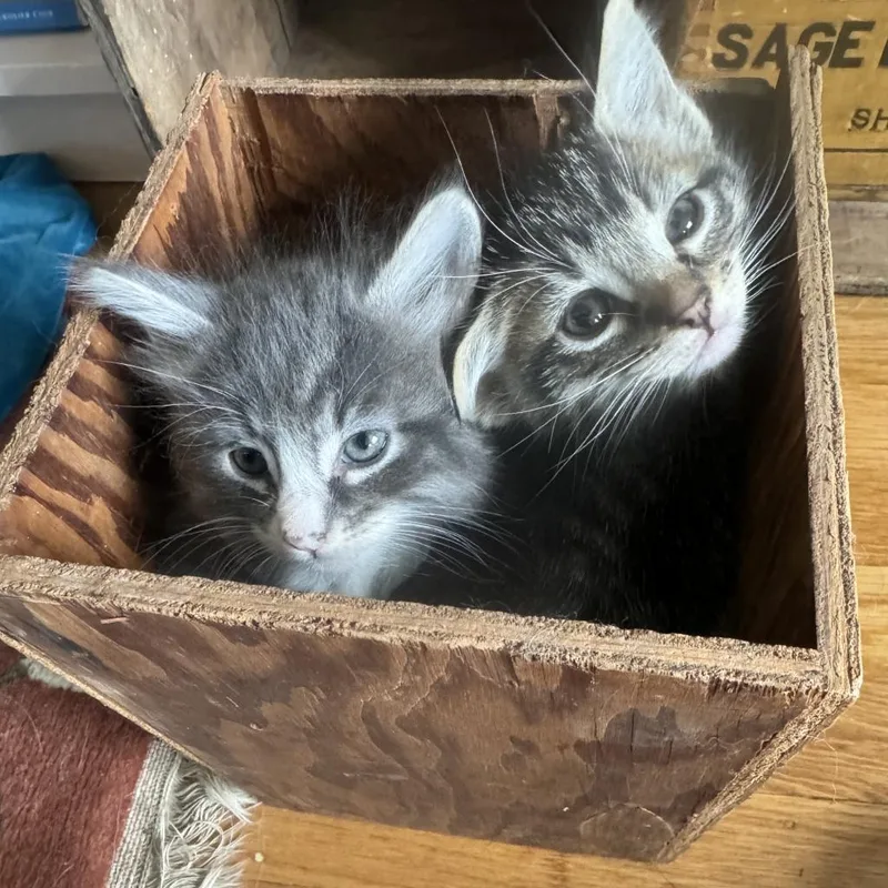 An adult small-sized male Gray / Blue / Silver Domestic Medium Hair cat named Cricket Now Suki for adoption in Point Richmond, CA