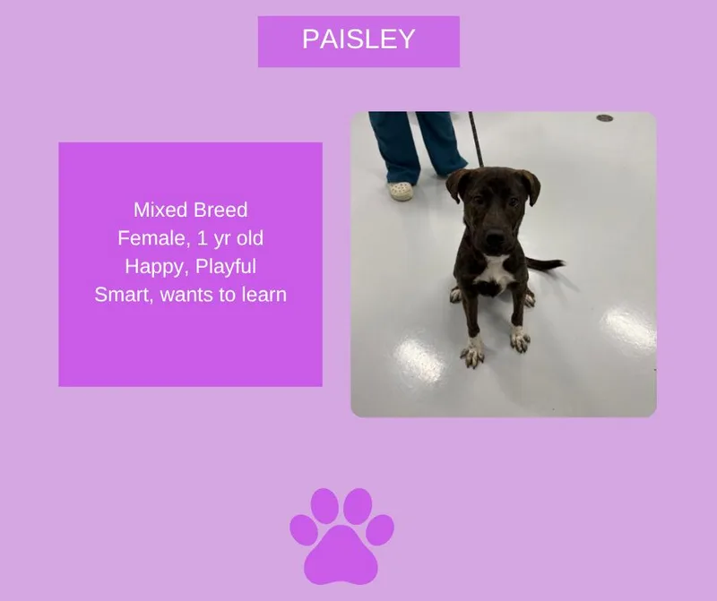 A young medium-sized female Brindle Mixed Breed dog named Paisley for adoption in Kankakee, IL