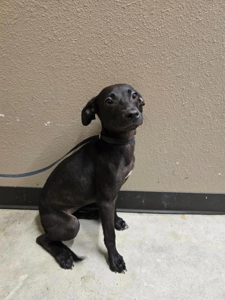 A baby medium-sized female Labrador Retriever dog named Demi for adoption in Huntsville, TX