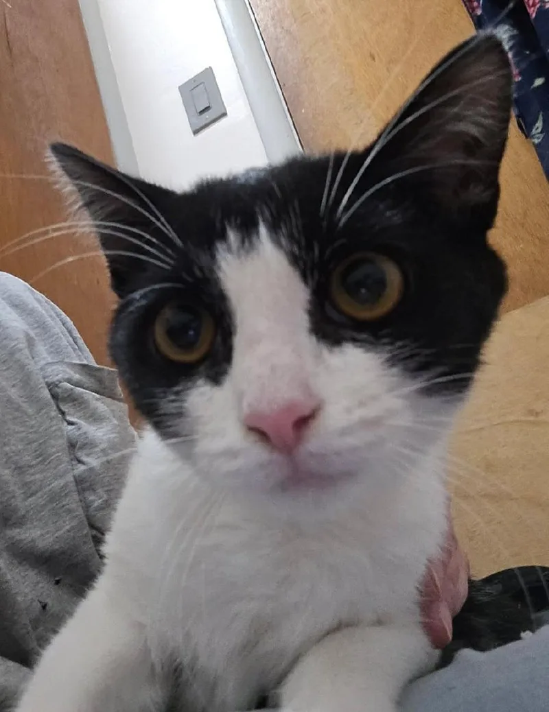 A young medium-sized female Black & White / Tuxedo American Shorthair cat named Little Tux for adoption in Catasauqua, PA