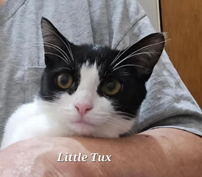 Little Tux thumbnail 2