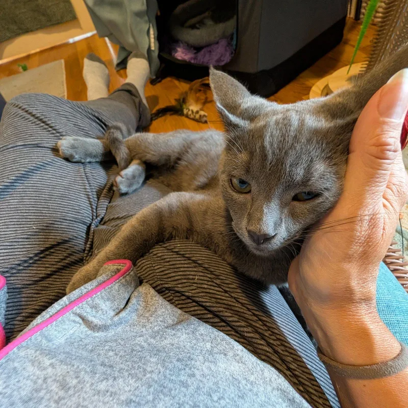 A baby medium-sized male Domestic Short Hair cat named Inky & Blinky for adoption in Brooklyn, NY
