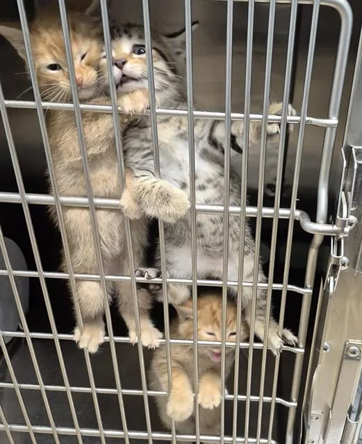 A baby small-sized male Domestic Short Hair cat named Jeepers for adoption in Decatur, IL