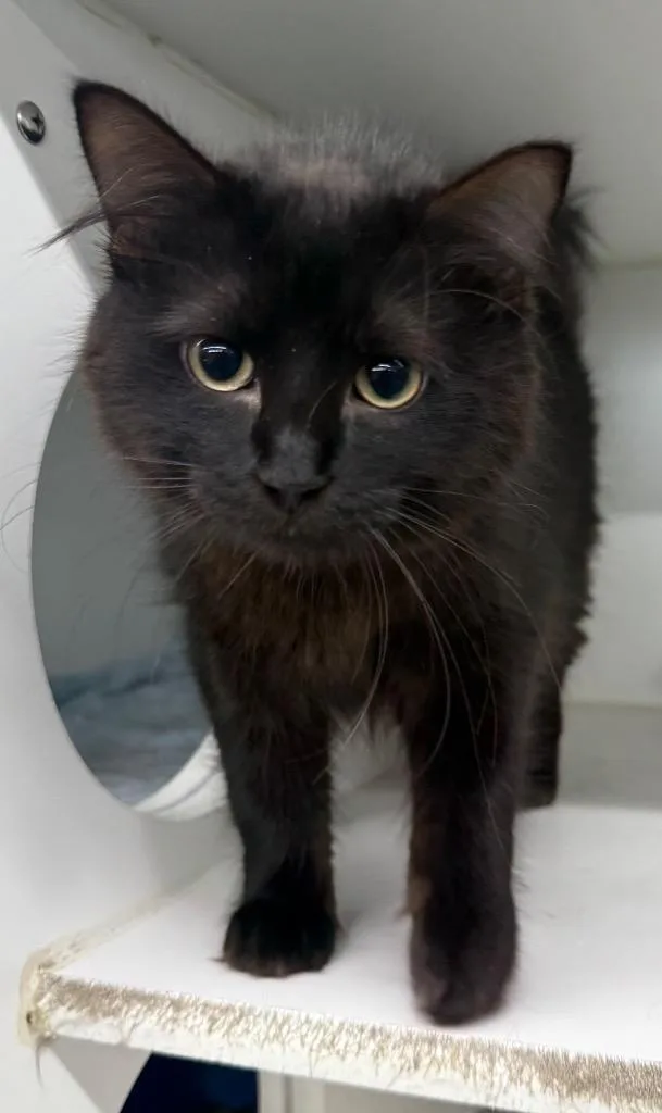 A young large-sized female Domestic Medium Hair cat named Star for adoption in Sapulpa, OK