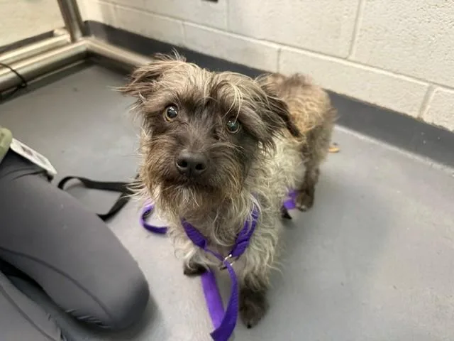 A young small-sized male Shih Tzu dog named Woody for adoption in Antioch, CA