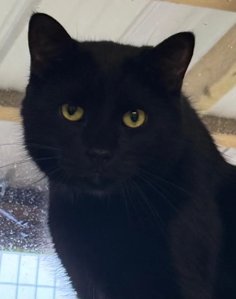 An adult medium-sized male Domestic Short Hair cat named Dino for adoption in Saginaw, MI