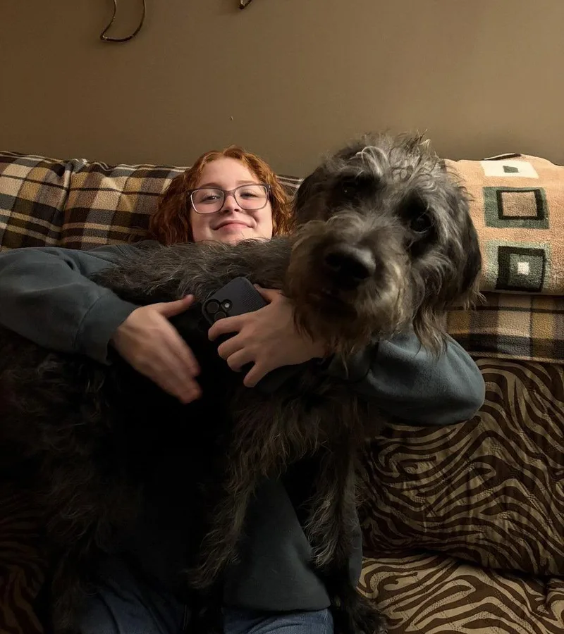 A young medium-sized male Irish Wolfhound dog named Grover for adoption in Columbia, TN