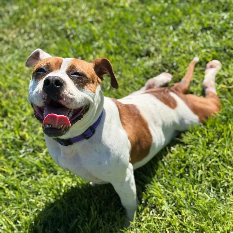 An adult medium-sized female White / Cream English Bulldog dog named Puddin' for adoption in Santa Barbara, CA