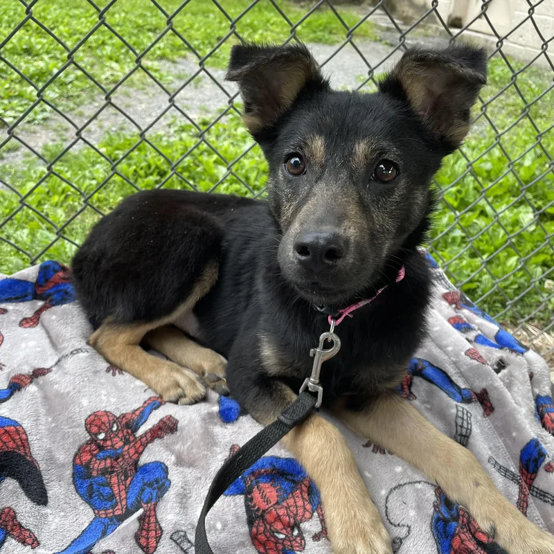 Ellie