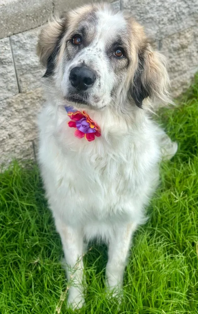 Gemma
