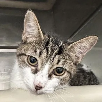 A young medium-sized female Tabby (Brown / Chocolate) Domestic Short Hair cat named Parkour for adoption in Athens, GA