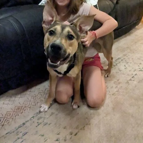 A baby medium-sized female Shepherd dog named Luna for adoption in Christiansburg, VA