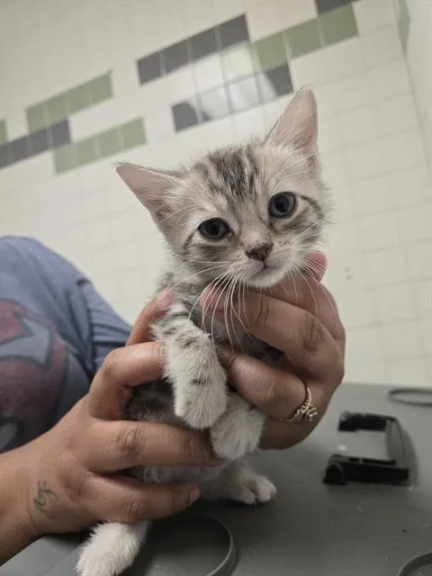 A baby medium-sized male Domestic Short Hair cat named Moon for adoption in Dallas, TX