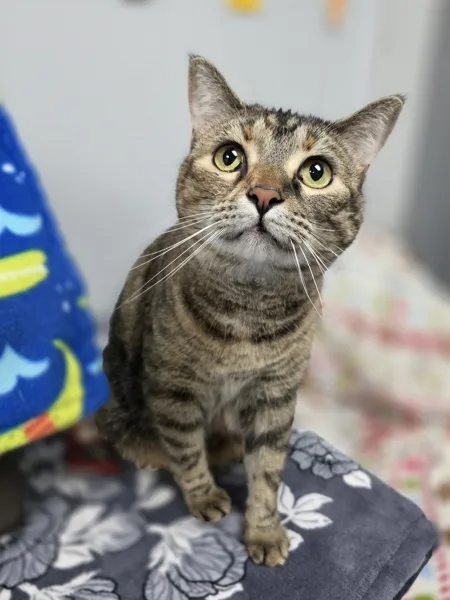 An adult medium-sized female Domestic Short Hair cat named Missy for adoption in Topeka, KS