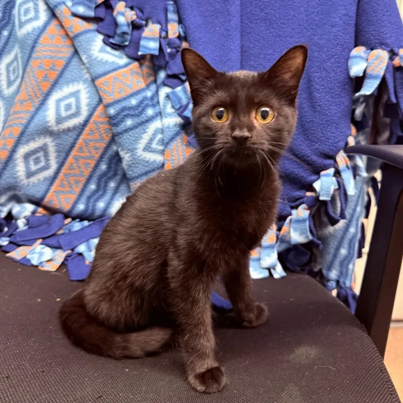 A baby small-sized female Domestic Short Hair cat named Moonshine for adoption in Utica, MI