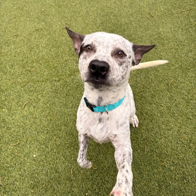 Navy Baloo thumbnail 2