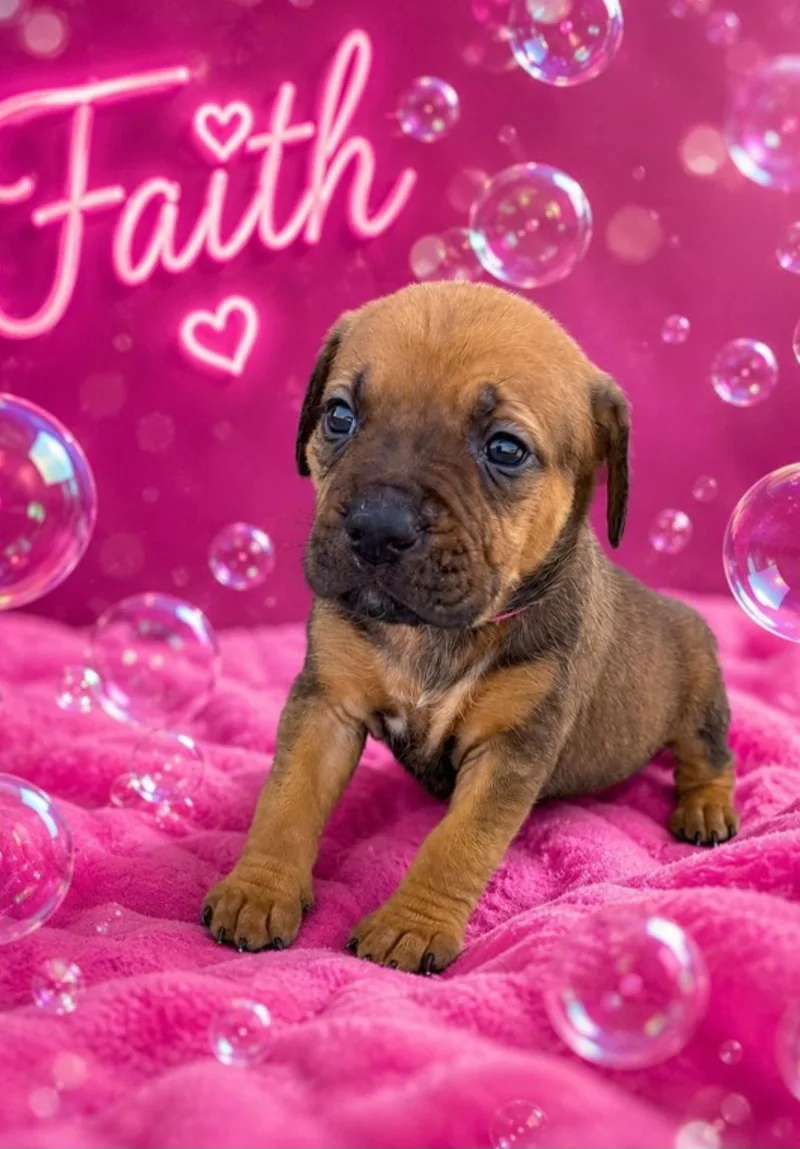 Faith thumbnail 2