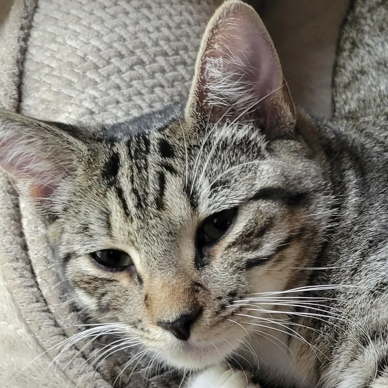 A baby medium-sized male Tabby (Brown / Chocolate) Domestic Medium Hair cat named Levi & Rory for adoption in Liverpool, TX