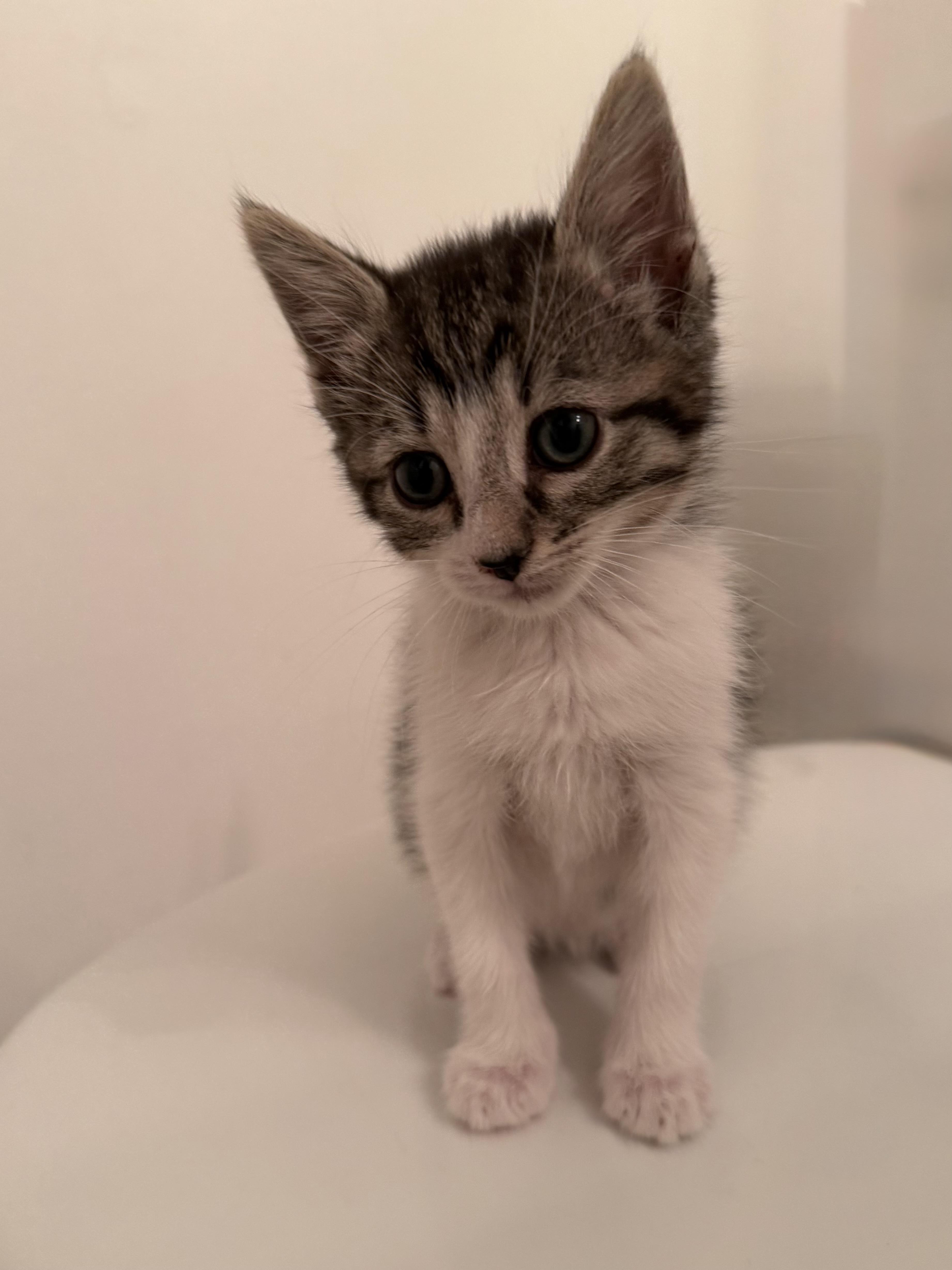 A baby small-sized male Domestic Medium Hair cat named McGreggor for adoption in Winder, GA