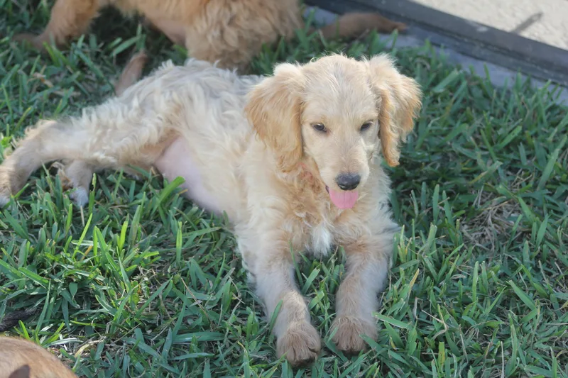 A young medium-sized female Goldendoodle dog named Ellen for adoption in Orlando, FL
