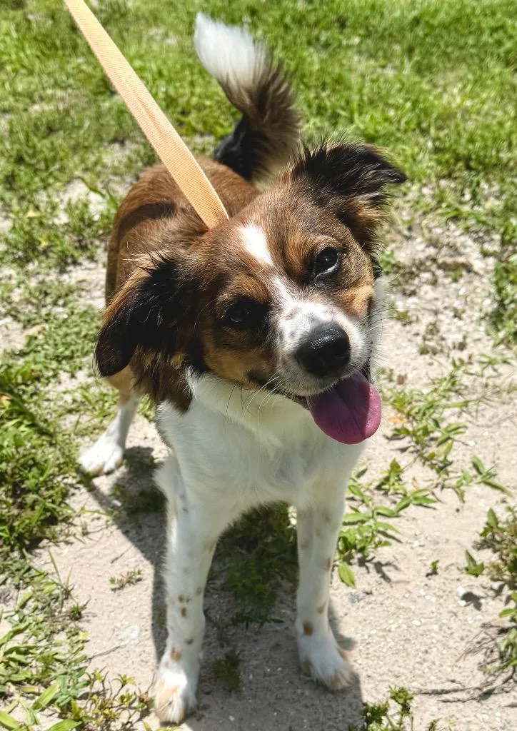 A baby small-sized male Chihuahua dog named Trickle for adoption in Cape Coral, FL
