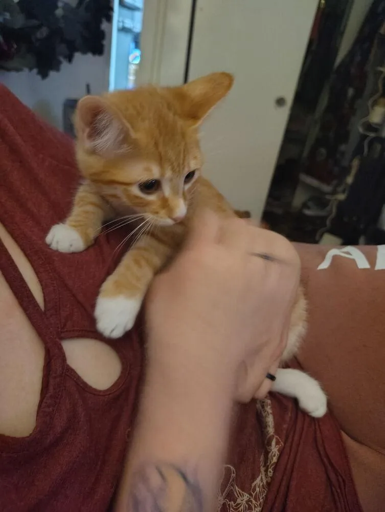 A baby small-sized female Orange & White Domestic Short Hair cat named Shortbread for adoption in Lancaster, CA