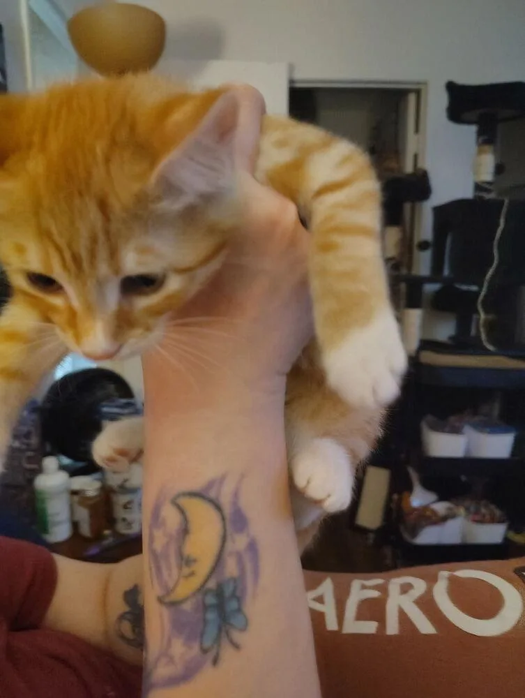 Shortbread thumbnail 2