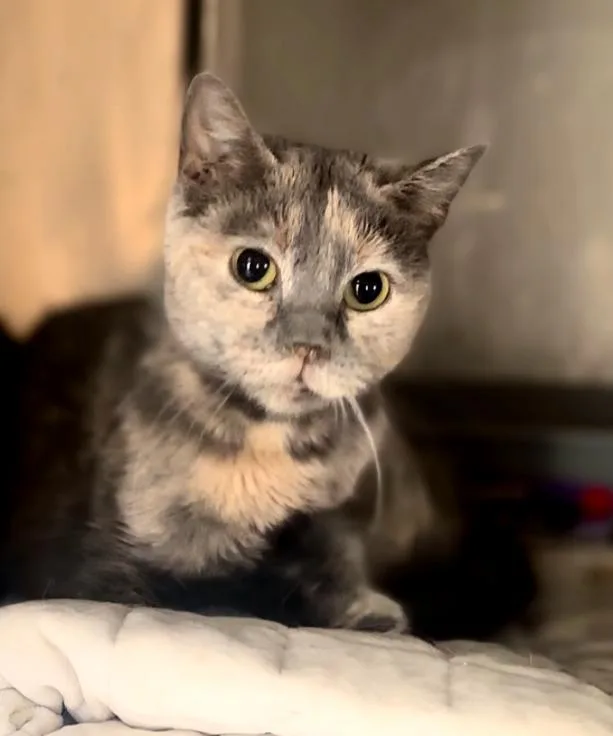 An adult medium-sized female Domestic Short Hair cat named Samira for adoption in Phoenix, AZ