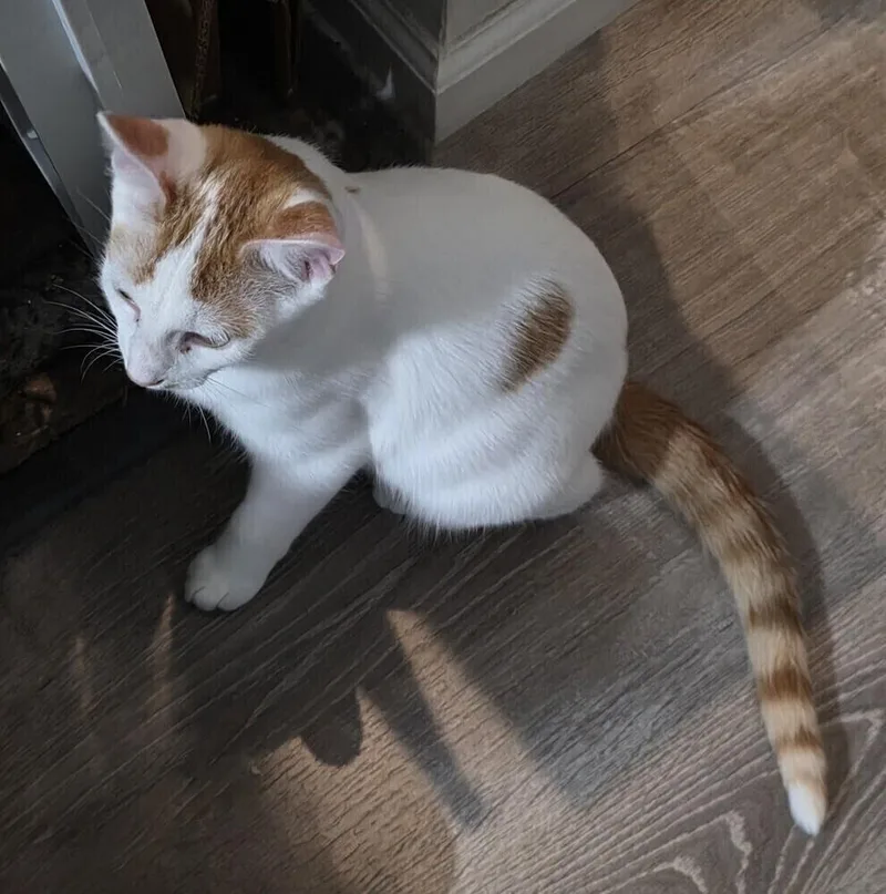 A young medium-sized male Orange & White Turkish Van cat named Catrick Swayze for adoption in Cary, NC