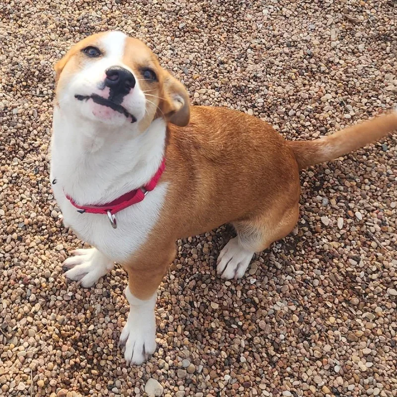 A young small-sized male Yellow / Tan / Blond / Fawn Mixed Breed dog named Ollie for adoption in Cedar Park, TX