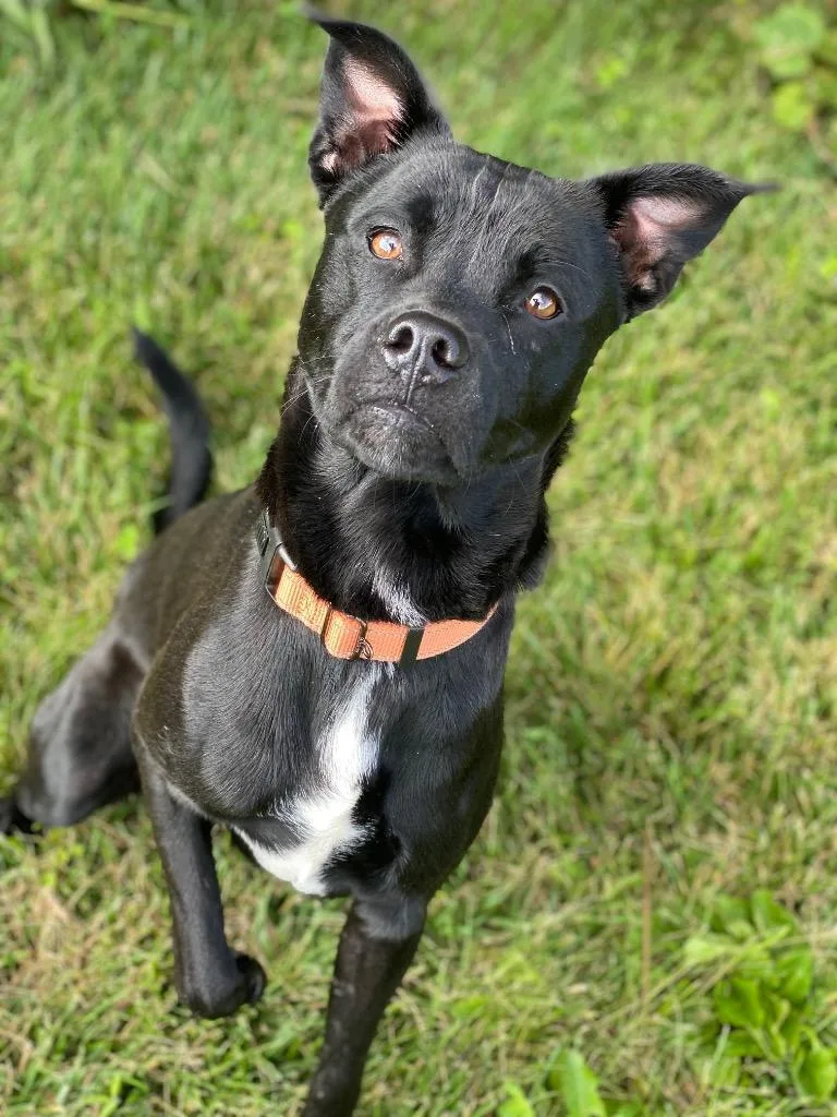 A young large-sized male Mixed Breed dog named Jasper for adoption in Decorah, IA