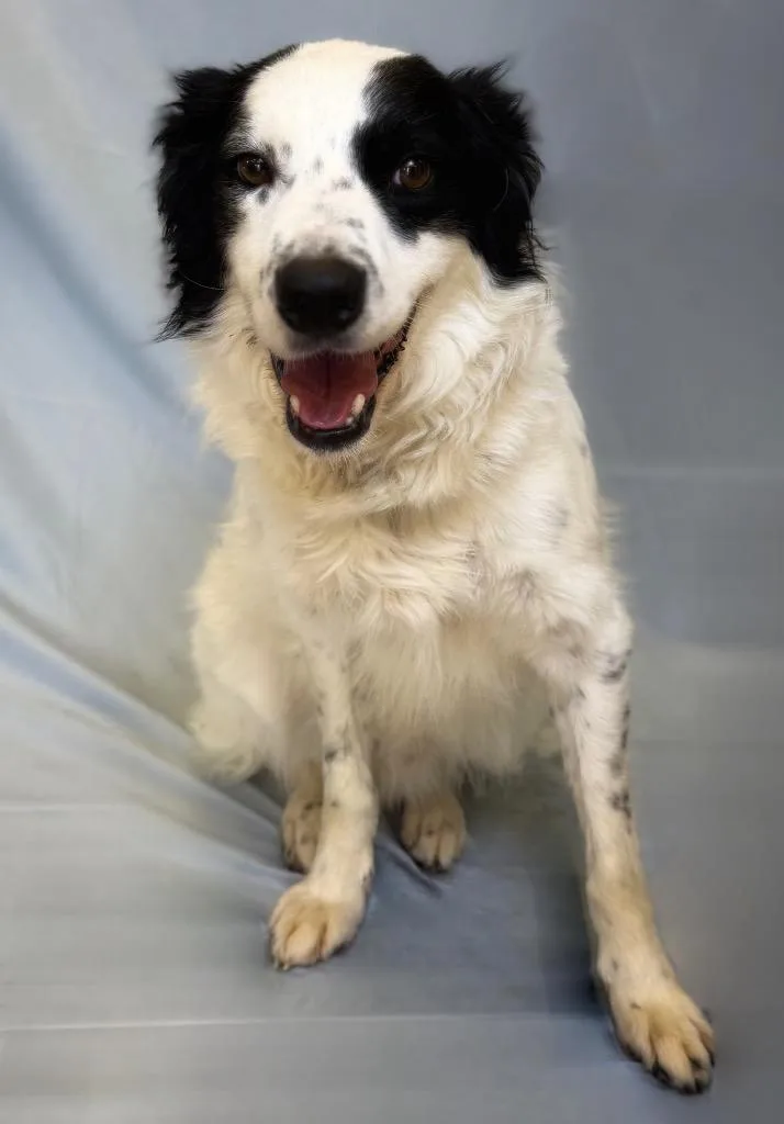 An adult medium-sized male White / Cream Border Collie dog named Clint for adoption in Columbus, NE