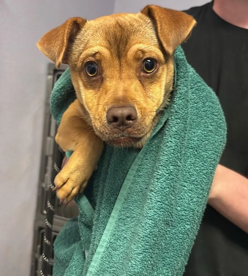 A young small-sized male Chihuahua dog named Hades for adoption in New Braunfels, TX